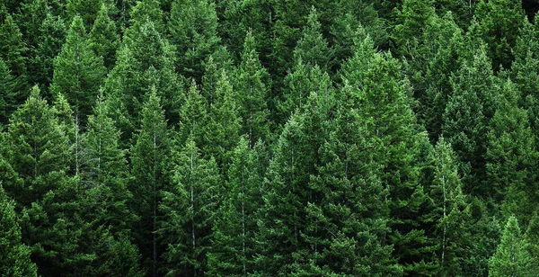 Πλούσιο Πράσινο Πευκοδάσος Φρέσκο Στην Πλαγιά Του Βουνού Δάσος Από — Φωτογραφία Αρχείου