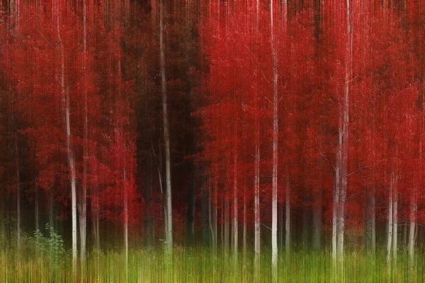 Aspen Fák Fehér Törzsek Ősszel Buja Vörös Erdő Vadon — Stock Fotó