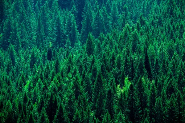 Floresta Pinheiros Greep Exuberante Montanha Símbolo Ambiente Saudável — Fotografia de Stock
