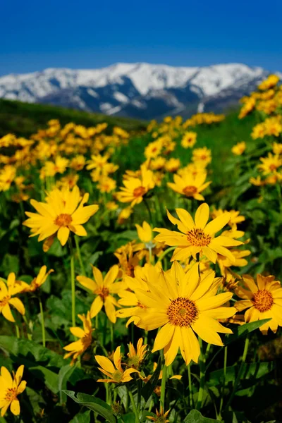 Много Желтых Диких Цветов Диких Цветов Высотой Заснеженными Горами Голубым — стоковое фото