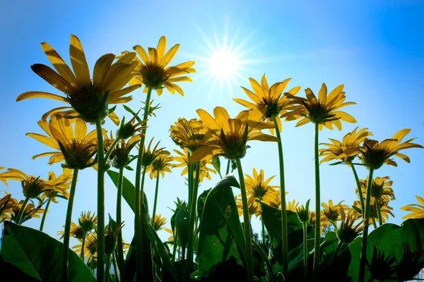 Muitas Flores Silvestres Amarelas Flores Silvestres Com Céu Azul Sol — Fotografia de Stock