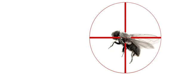 Closeup Common Housefly Wings Legs Isolated White Crosshairs Pest Elimination — Stock Photo, Image
