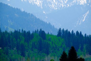 Dağların katmanları ve çöl ormanlarındaki çam ağaçları dumandan sisli.