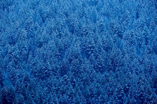 雪の質感の山の中腹に荒野の冬の松の木の森 — ストック写真