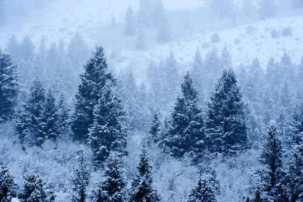 Zimowy Las Sosnowy Pustyni Zboczu Góry Śniegiem Tekstury Zamieć Śnieżna — Zdjęcie stockowe