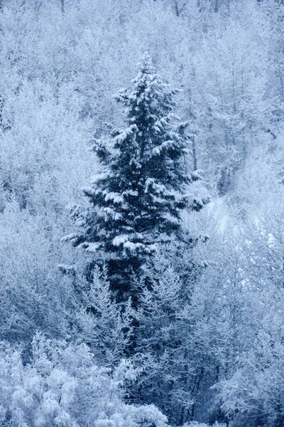 Zimní Borovicový Les Divočině Úbočí Hory Sněhovou Texturou — Stock fotografie