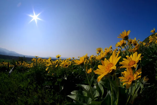 Muchas Flores Silvestres Amarillas Flores Silvestres Con Cielo Azul Sol —  Fotos de Stock