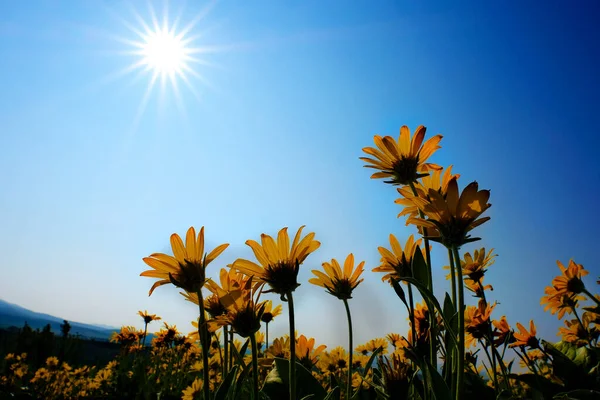 青空と太陽の光が差し込む多くの黄色の野生の花々 Sunbeams Sunburst — ストック写真