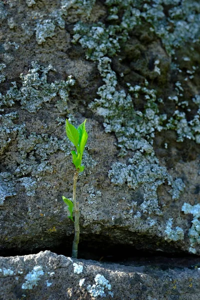 Plants Growing Out Rocks Showing Fortitude Dedication Persistence — Stock Photo, Image