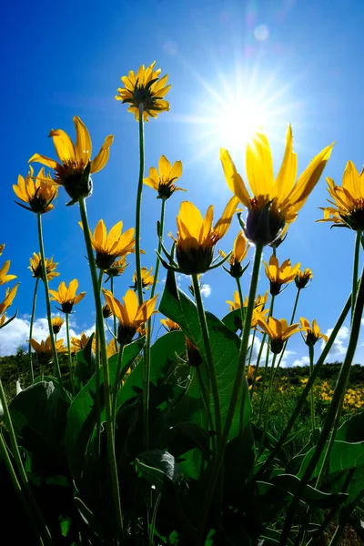 Sarı Kır Çiçekleri Gökyüzünde Bulutlarda Büyür — Stok fotoğraf