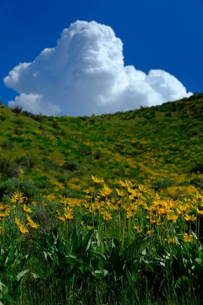 Sarı Kır Çiçekleri Gökyüzünde Bulutlarda Büyür — Stok fotoğraf
