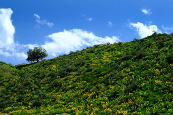 Flores Silvestres Amarelas Deserto Com Céu Crescimento Nuvens — Fotografia de Stock