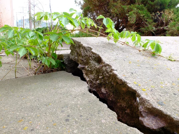 뿌리를 긁어내고 부서지는 시멘트 건조물 — 스톡 사진