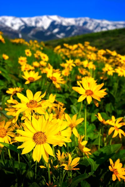 Veel Gele Wilde Bloemen Wilde Bloemen Alpine Hoogte Met Sneeuw — Stockfoto