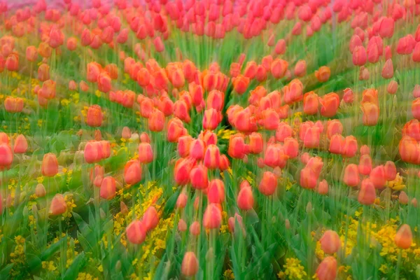 Colorful tulips growing at tulip festival in spring beautiful colors on delicate flowers zoom blur