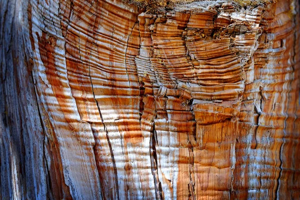 Szorstkie Drewno Pniu Drzewa Wzorem Fakturą — Zdjęcie stockowe