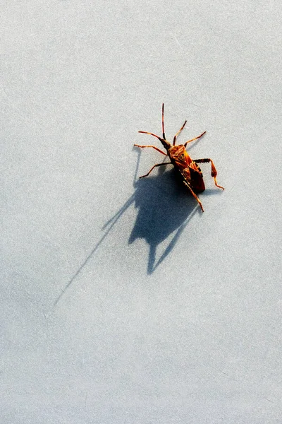 Große Wanze Oder Insekt Mit Antanen Auf Weißem Hintergrund Mit — Stockfoto
