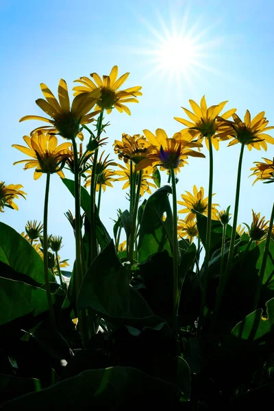 Muchas Flores Silvestres Amarillas Flores Silvestres Con Cielo Azul Sol —  Fotos de Stock