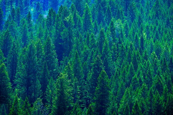 Üppiger Grüner Kiefernwald Berghang Symbol Einer Gesunden Umwelt — Stockfoto