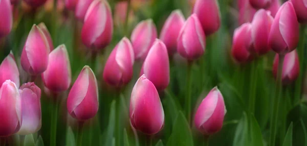 Kolorowe Tulipany Rosnące Festiwalu Tulipanów Wiosną Piękne Kolory Delikatnych Kwiatach — Zdjęcie stockowe