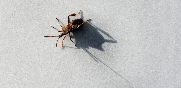 Stor Bugg Eller Insekt Med Antanae Vit Bakgrund Med Skuggstruktur — Stockfoto