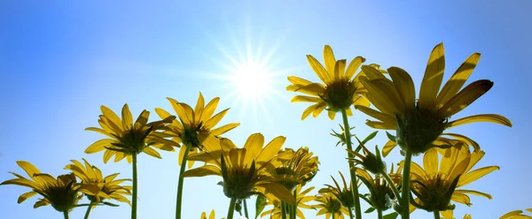 Muchas Flores Silvestres Amarillas Flores Silvestres Con Cielo Azul Sol — Foto de Stock