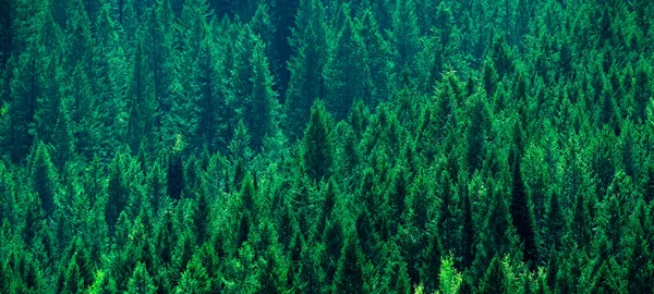 Üppiger Grüner Kiefernwald Berghang Symbol Einer Gesunden Umwelt — Stockfoto