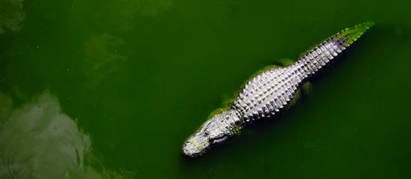 Alligatoren Gefangenschaft Den Vereinigten Staaten Zum Anschauen Mit Zähnen Und — Stockfoto