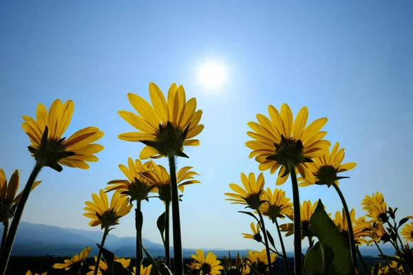 Many Yellow Wild Flowers Wildflowers Blue Sky Sun Sunshine Sunbeams — Stock Photo, Image