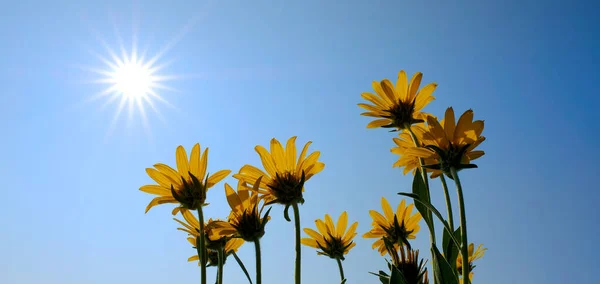 青空と太陽の光が差し込む多くの黄色の野生の花々 Sunbeams Sunburst — ストック写真