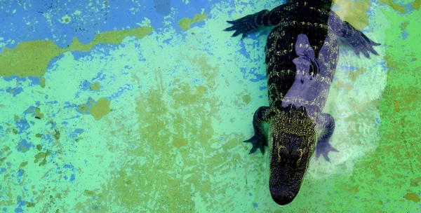 Alligatori Cattività Negli Stati Uniti Visualizzazione Con Denti Mascelle Animali — Foto Stock