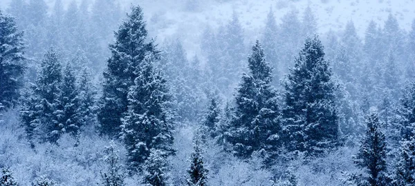 Winter Kiefernwald Der Wildnis Berghang Mit Schnee Textur Schneesturm — Stockfoto