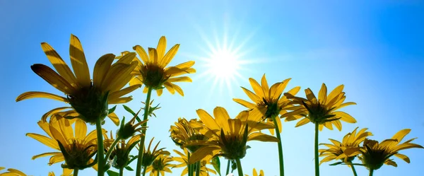Wiele Żółtych Dzikich Kwiatów Dzikie Kwiaty Niebieskim Niebem Słońcem Promienie — Zdjęcie stockowe