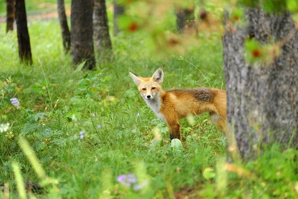 Alert Red Fox in the forest and mountains wilderness wild animal wary