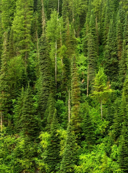 茂密的松树林在雨中茂盛的绿色生长在荒野般的质感中 — 图库照片