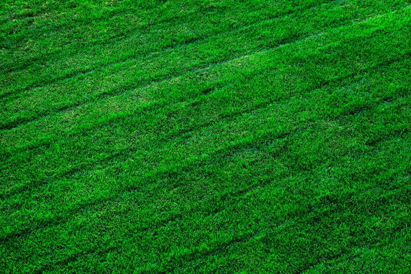 Пышная Зеленая Трава Растет Газоне Дворе Линиями Движения — стоковое фото
