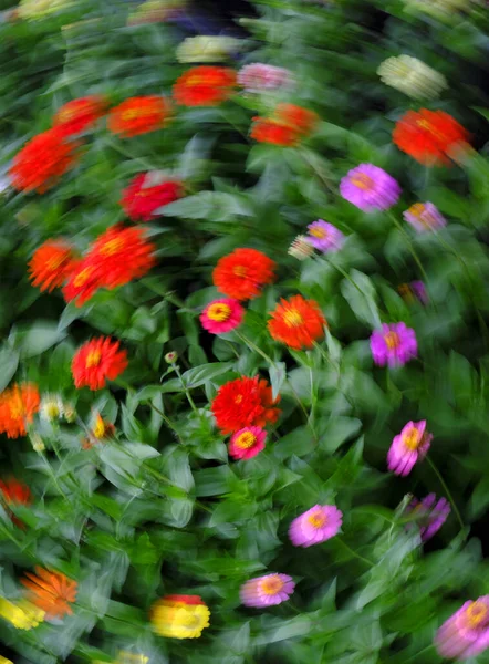 Colorido Jardín Flores Con Desenfoque Movimiento Giro — Foto de Stock