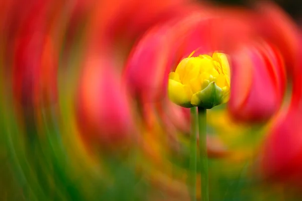 Des Tulipes Colorées Poussant Festival Des Tulipes Printemps Belles Couleurs — Photo