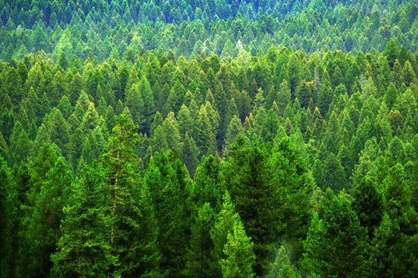 Forêt Luxuriante Pins Verts Dans Les Montagnes Sauvages Croissance — Photo
