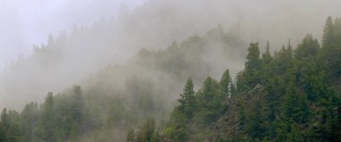 Sisli dağlar, tepeler ve sisli çam ormanları.