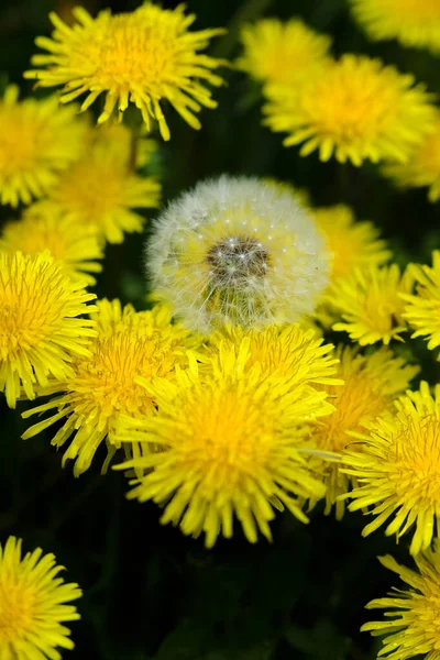 蒲公英植物与花和种子对比特性的结合部 — 图库照片