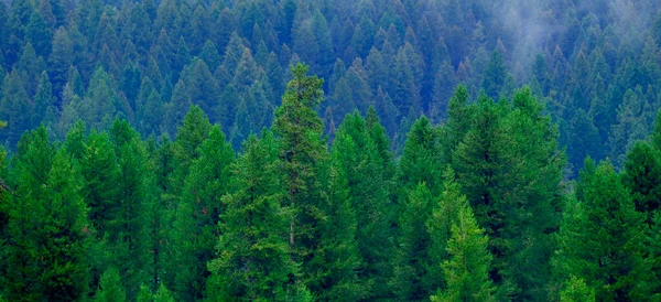 안개가있는 광야에 능선과 소나무 숲이있는 미스티 — 스톡 사진
