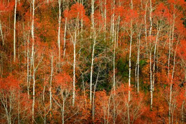 Sonbaharda ağaçlar tarlada renk değiştiriyor, dağlarda sırtüstü yatıyor.