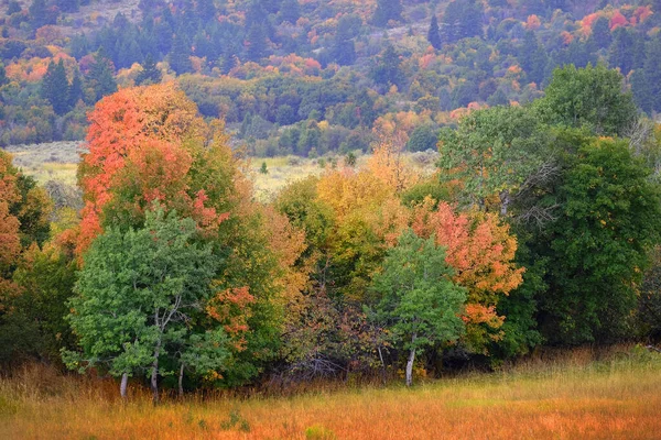 Fall trees in field changing colors with mountains in backgrouind