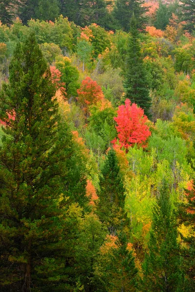 Fall Trees Field Changing Colors Mountains Backgrouind — Stock Photo, Image