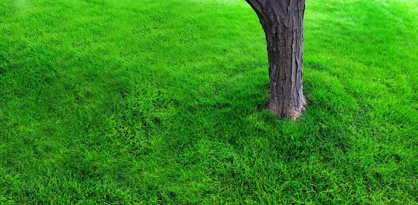 Tree Trunk Growing Lawn Lush Green Grass — Stock fotografie