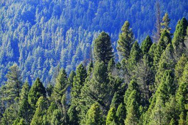 Sağlıklı yemyeşil çam ağaçları ormanları vahşi dağlarda orman.