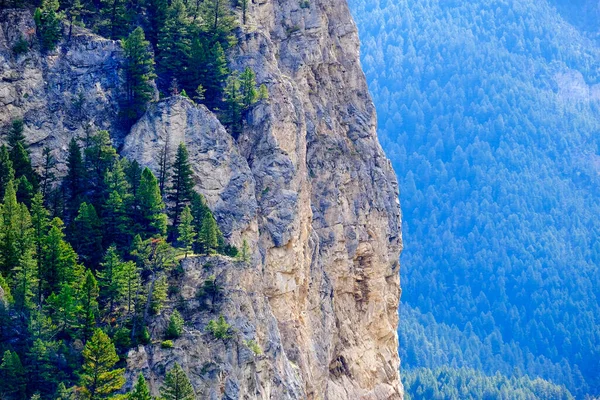 Detail of cliff in wilderness mountains with pine trees growing on steep slope