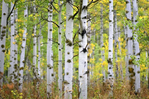 Detalhe Árvore Aspen Outono Foco Seletivo Fundo Desfocado Textura Tronco — Fotografia de Stock