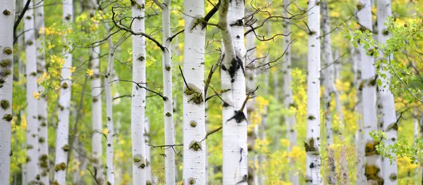 Aspen Ağacının Sonbaharda Seçici Odak Noktası Bulanık Arkaplan Beyaz Gövde — Stok fotoğraf